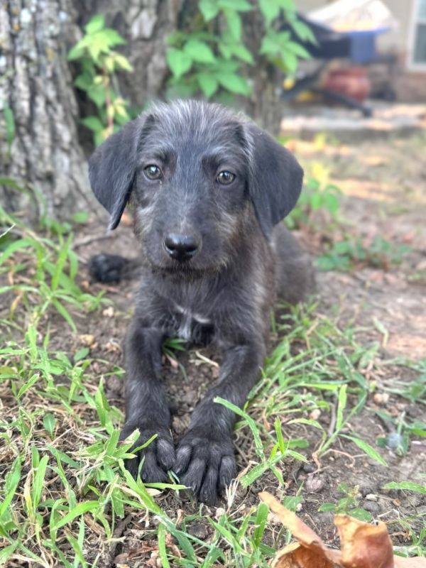 Saoirse