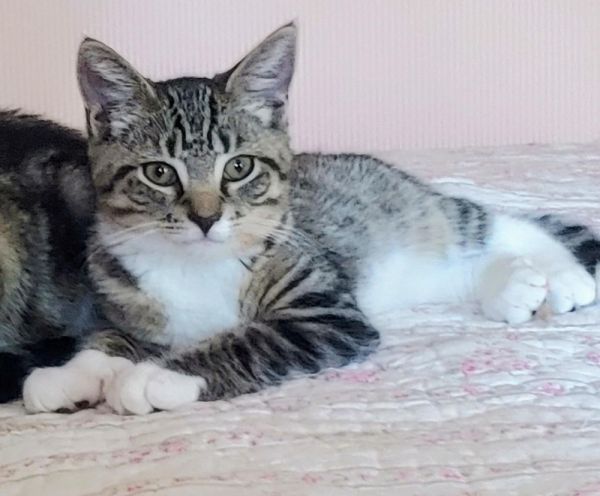 Beatrix (BONDED PAIR)