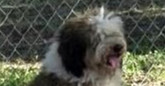 Bentley, an adoptable Aussiedoodle in Dallas, TX, 75248 | Photo Image 1