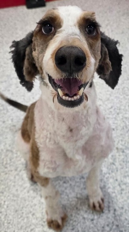 Bentley, an adoptable Aussiedoodle in Dallas, TX, 75248 | Photo Image 2