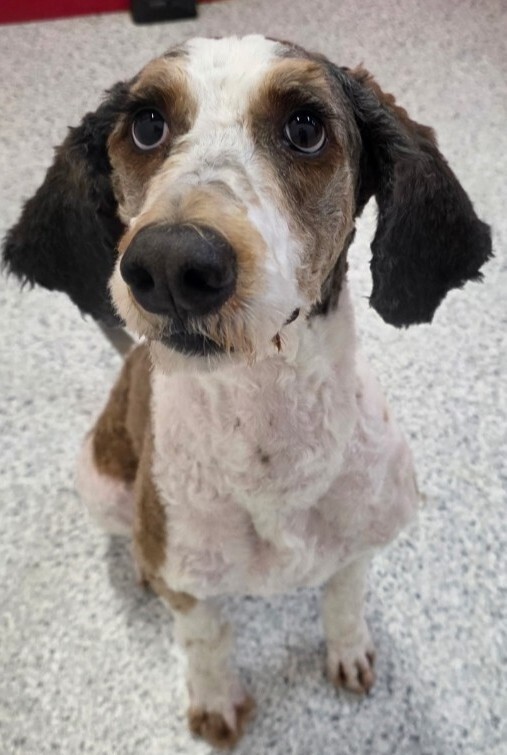 Bentley, an adoptable Aussiedoodle in Dallas, TX, 75248 | Photo Image 3