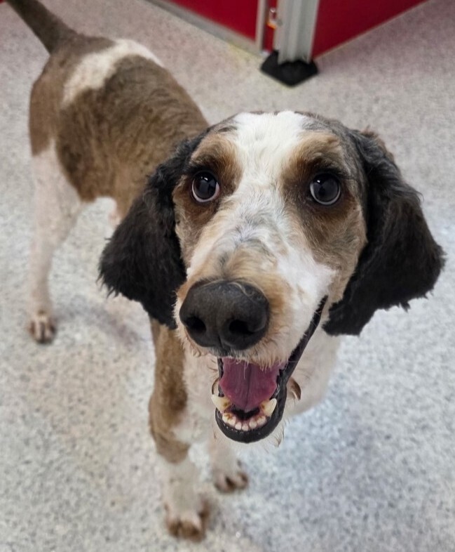 Bentley, an adoptable Aussiedoodle in Dallas, TX, 75248 | Photo Image 4