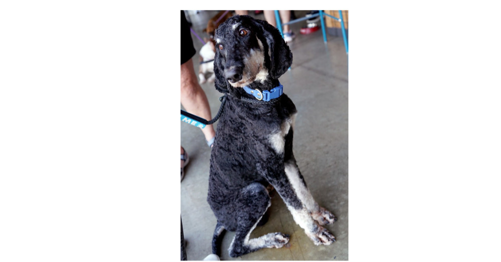 Baxter, an adoptable Aussiedoodle in Dallas, TX, 75248 | Photo Image 1