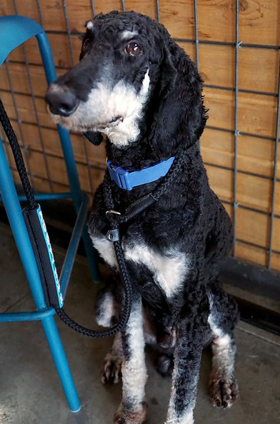 Baxter, an adoptable Aussiedoodle in Dallas, TX, 75248 | Photo Image 2