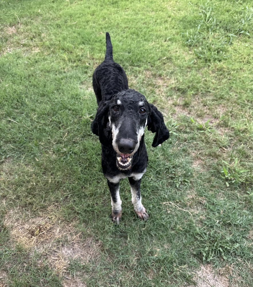 Baxter, an adoptable Aussiedoodle in Dallas, TX, 75248 | Photo Image 4