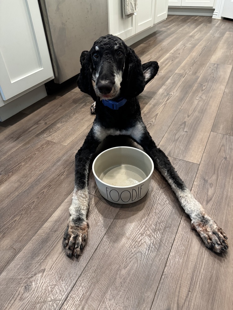 Baxter, an adoptable Aussiedoodle in Dallas, TX, 75248 | Photo Image 5