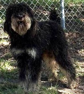 Baxter, an adoptable Aussiedoodle in Dallas, TX, 75248 | Photo Image 6