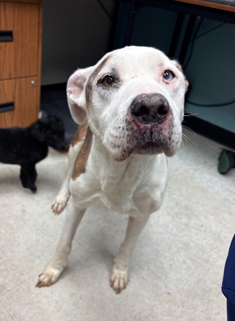 Nina, an adoptable Pit Bull Terrier in Rock Springs, WY, 82901 | Photo Image 1