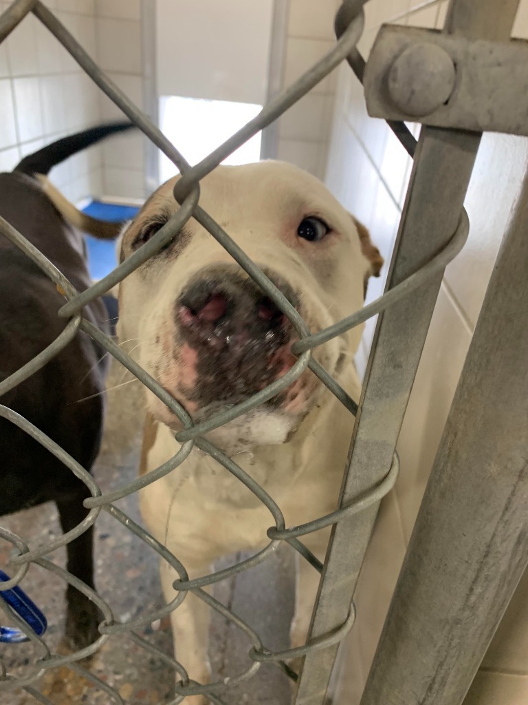 Nina, an adoptable Pit Bull Terrier in Rock Springs, WY, 82901 | Photo Image 2