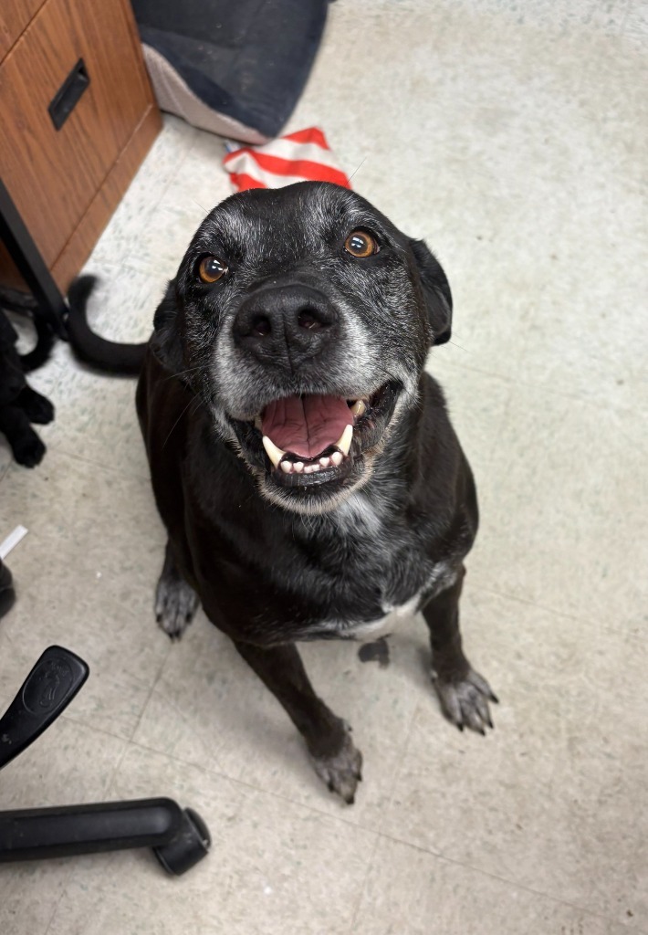 Lola, an adoptable Labrador Retriever in Rock Springs, WY, 82901 | Photo Image 1