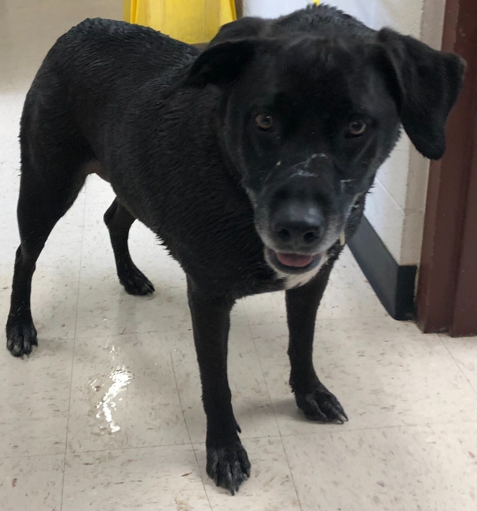Lola, an adoptable Labrador Retriever in Rock Springs, WY, 82901 | Photo Image 2