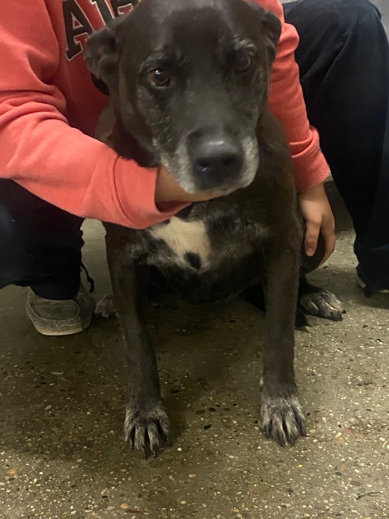 Lola, an adoptable Labrador Retriever in Rock Springs, WY, 82901 | Photo Image 3