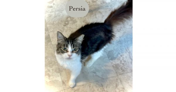 Persia