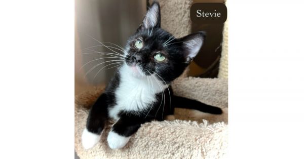 Stevie