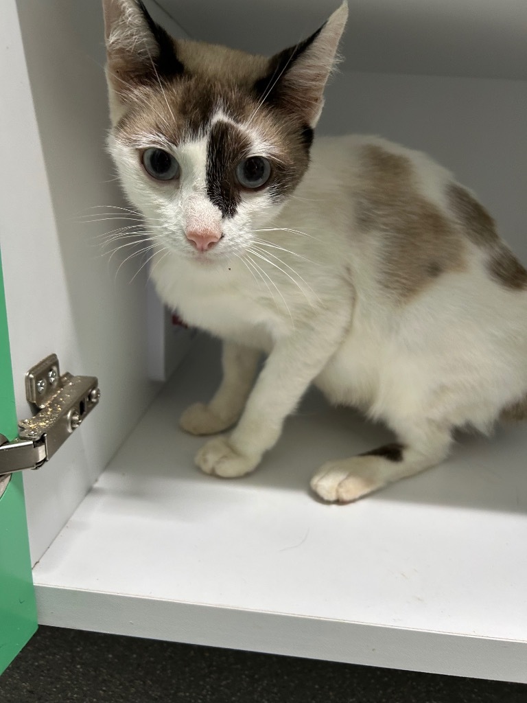 Poppy, an adoptable Snowshoe in East Ridge, TN, 37412 | Photo Image 1