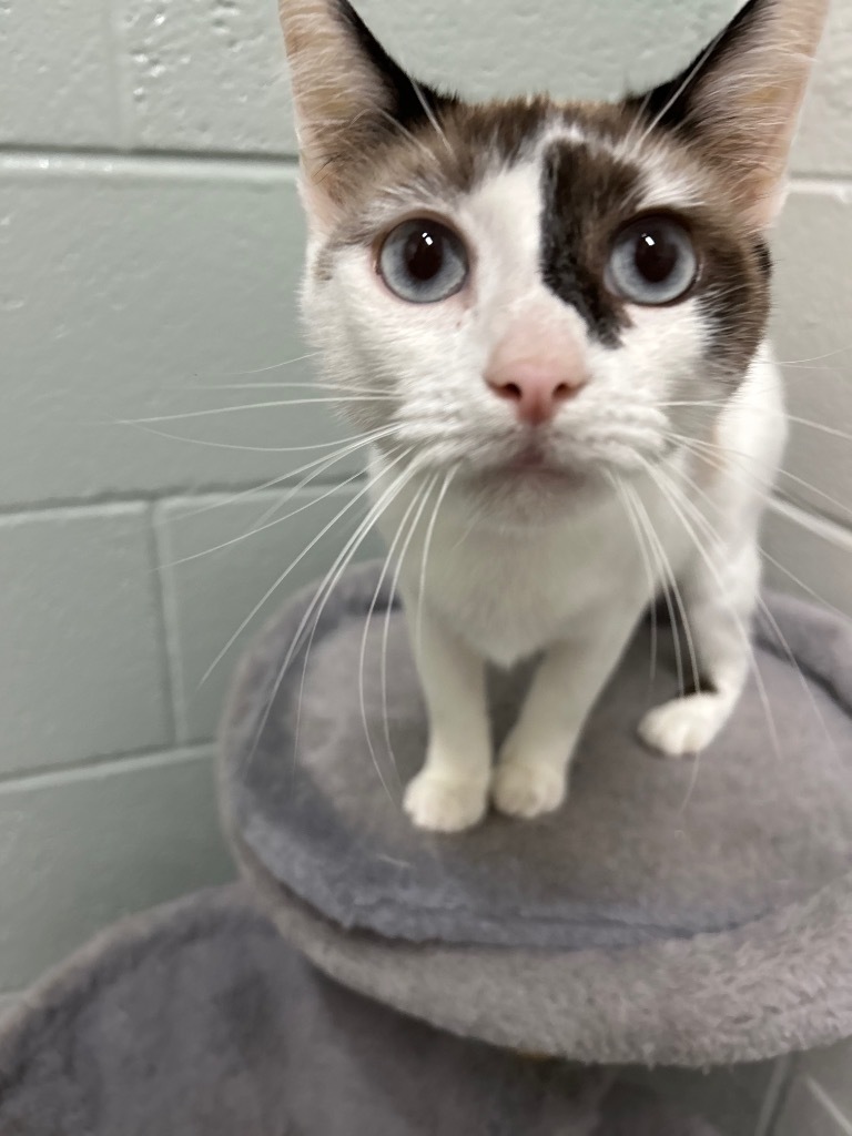 Poppy, an adoptable Snowshoe in East Ridge, TN, 37412 | Photo Image 3