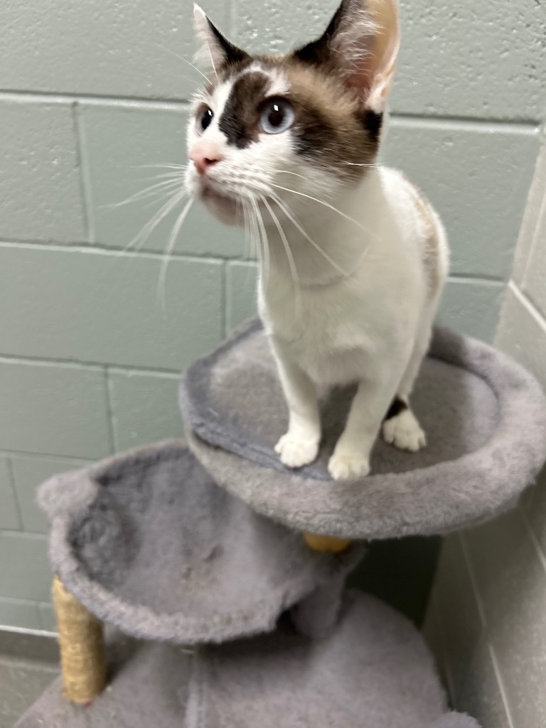 Poppy, an adoptable Snowshoe in East Ridge, TN, 37412 | Photo Image 4