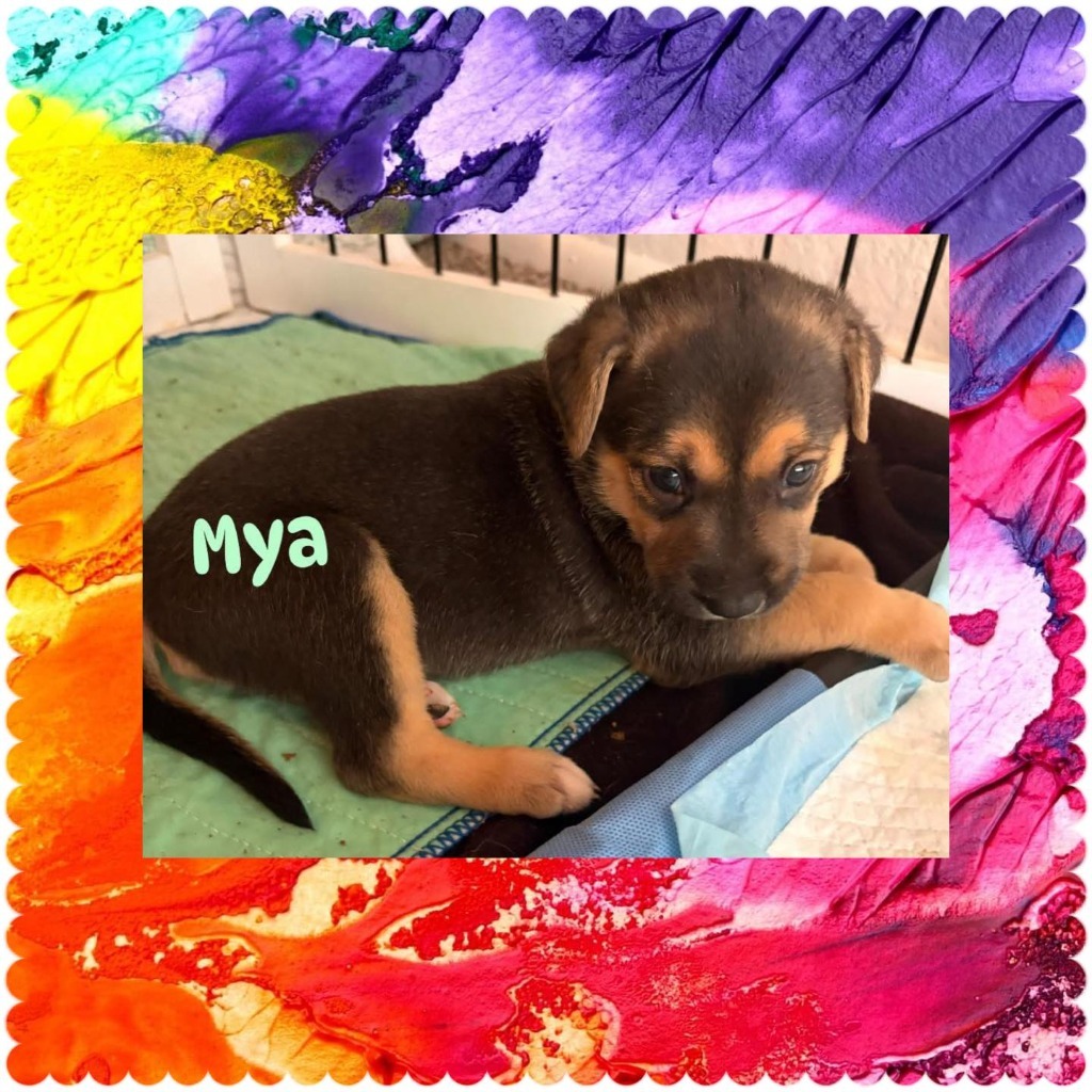 Mya