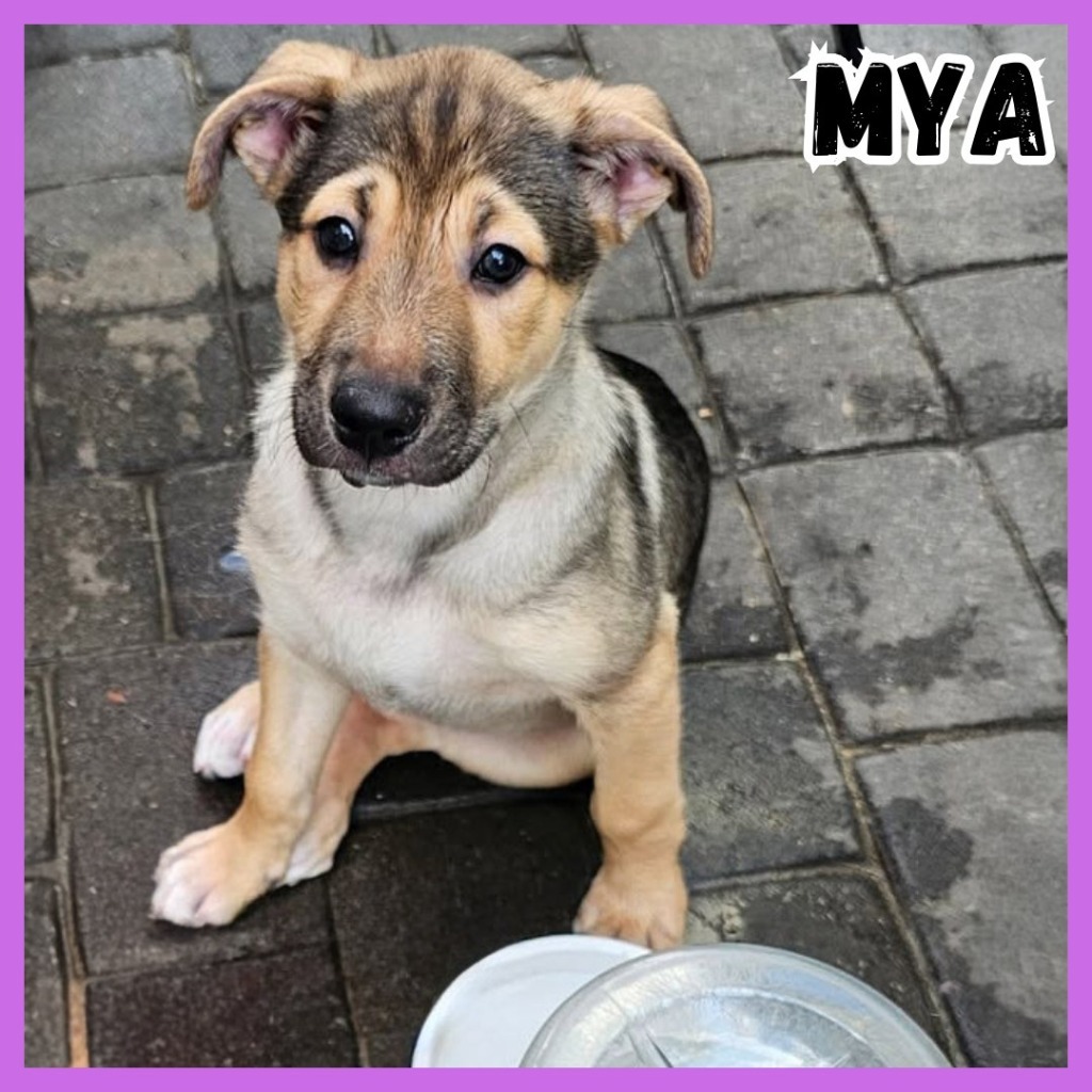 Mya