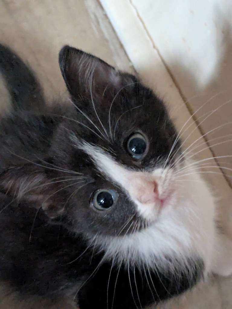 Oreo