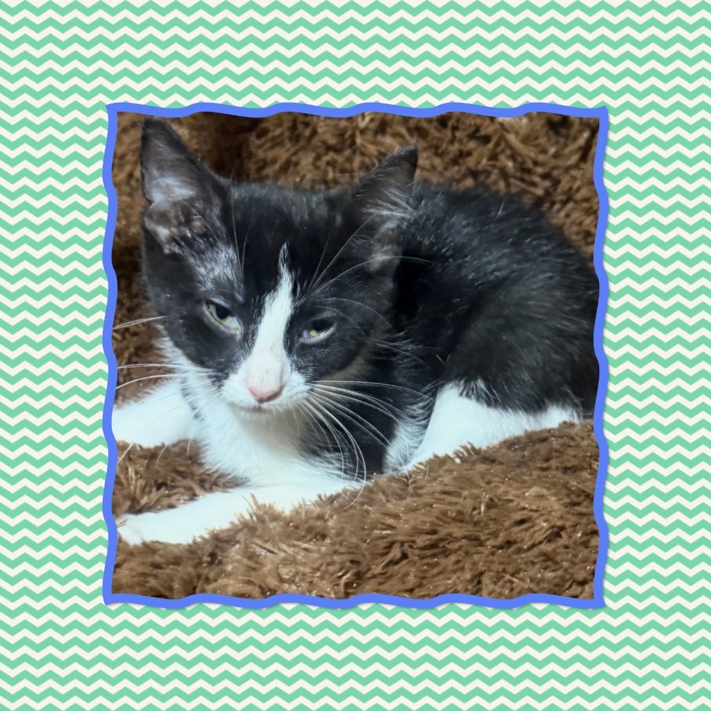 Oreo