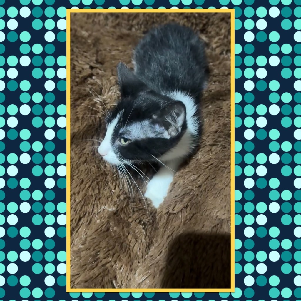 Oreo