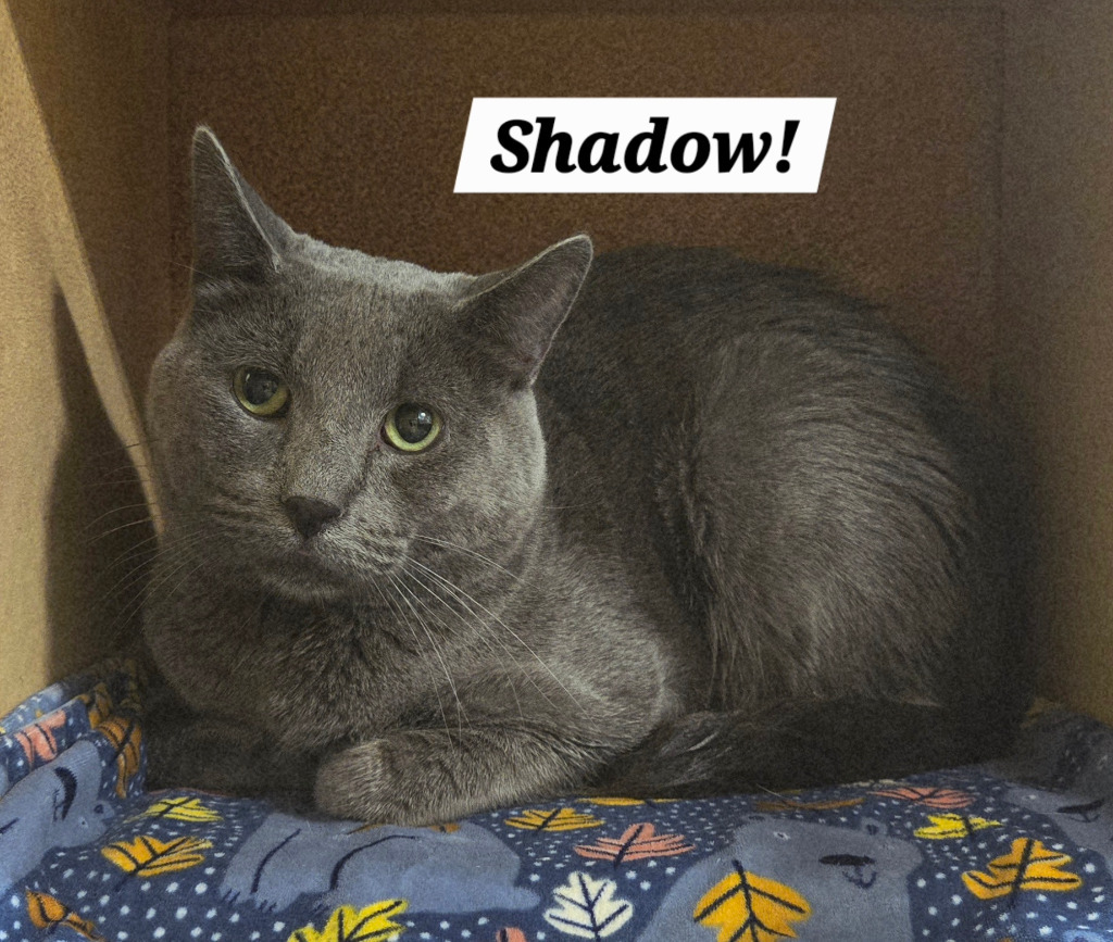 Shadow