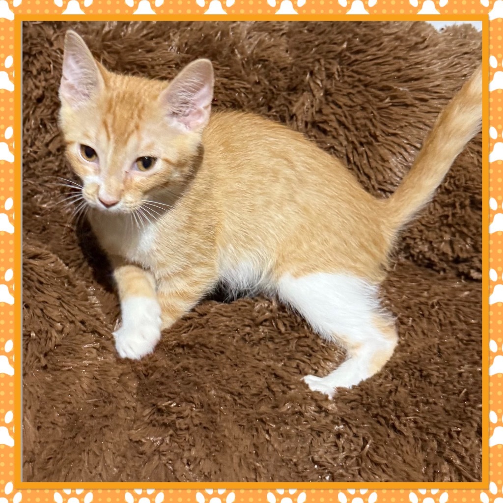 Garfield