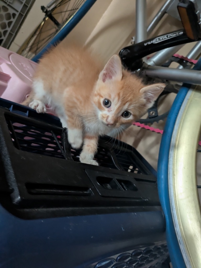 Garfield