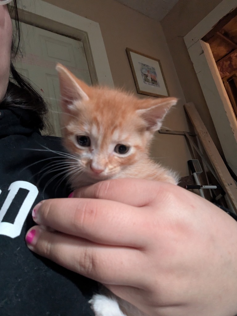 Garfield