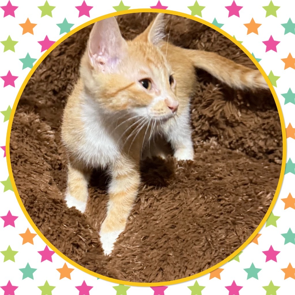 Garfield