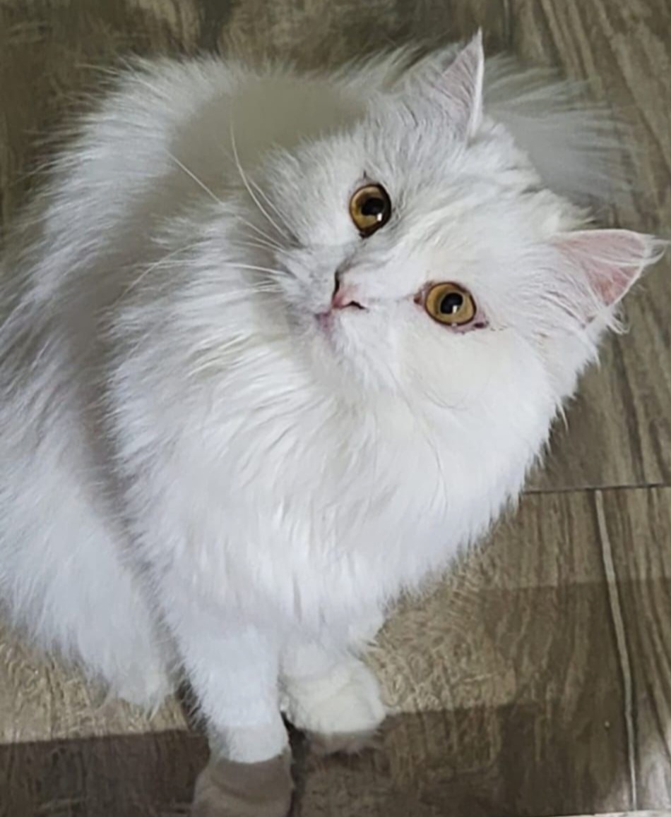 ANNIE