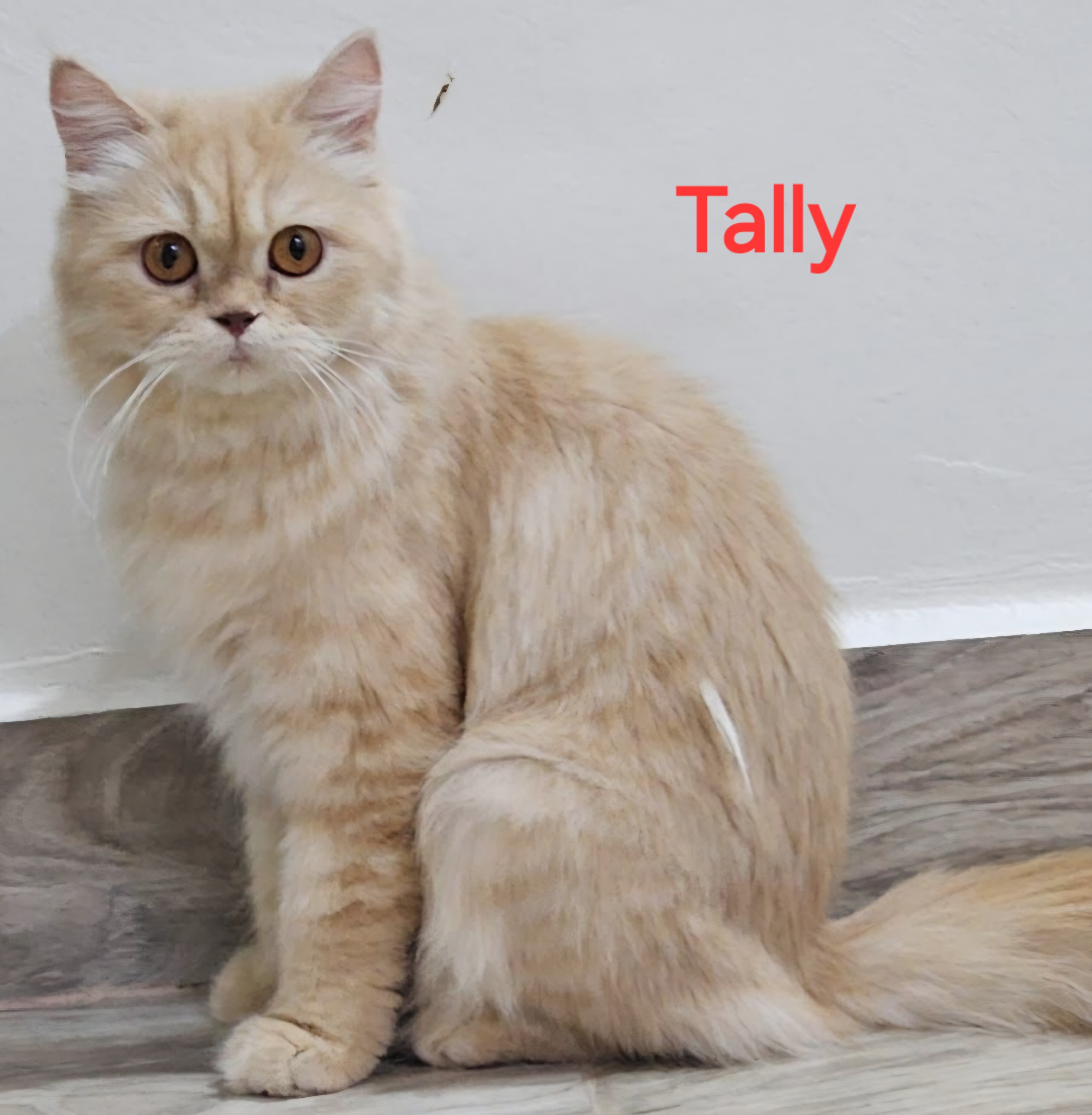TALLY