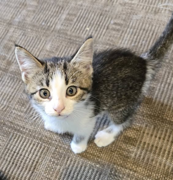 Nova