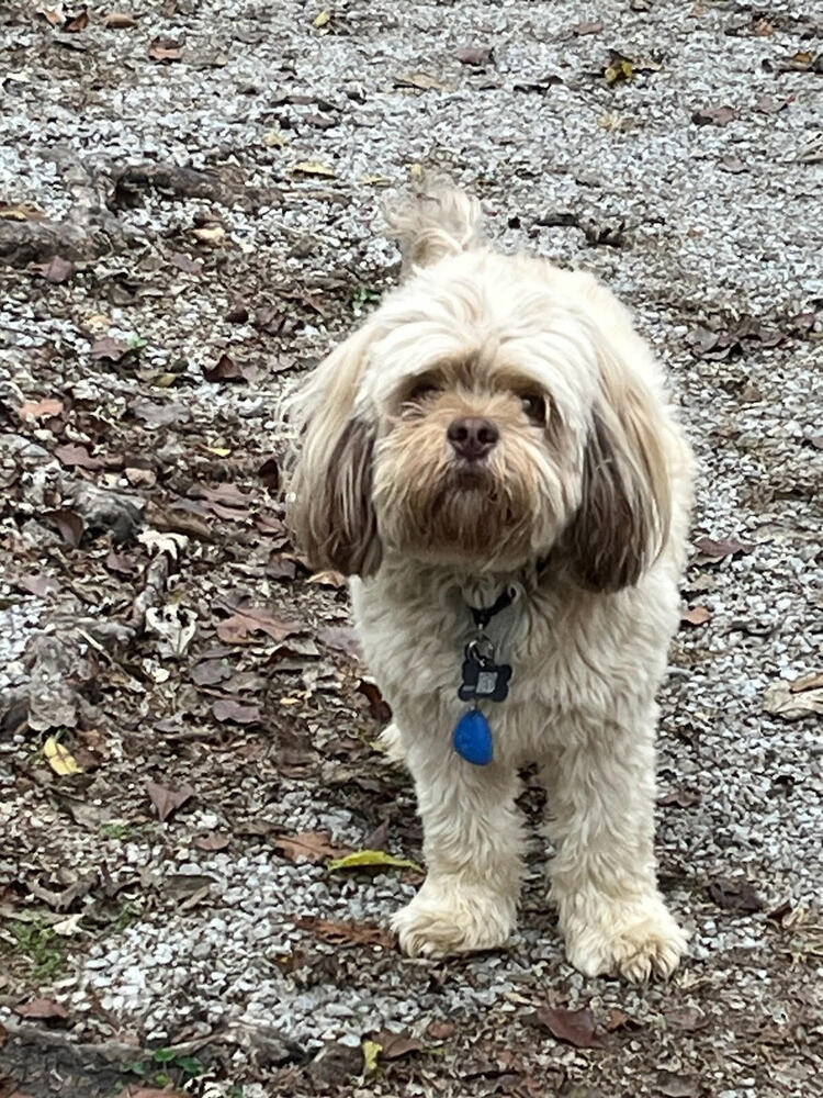 Wookie, an adoptable Cocker Spaniel, Pekingese in Chattanooga, TN, 37421 | Photo Image 2