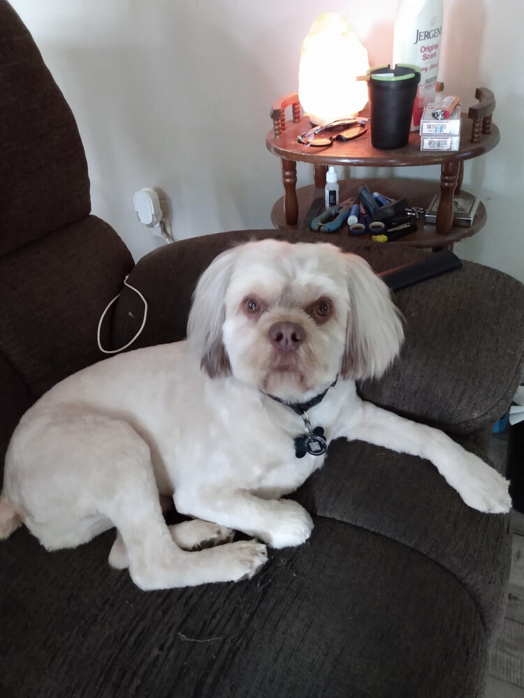 Wookie, an adoptable Cocker Spaniel, Pekingese in Chattanooga, TN, 37421 | Photo Image 3