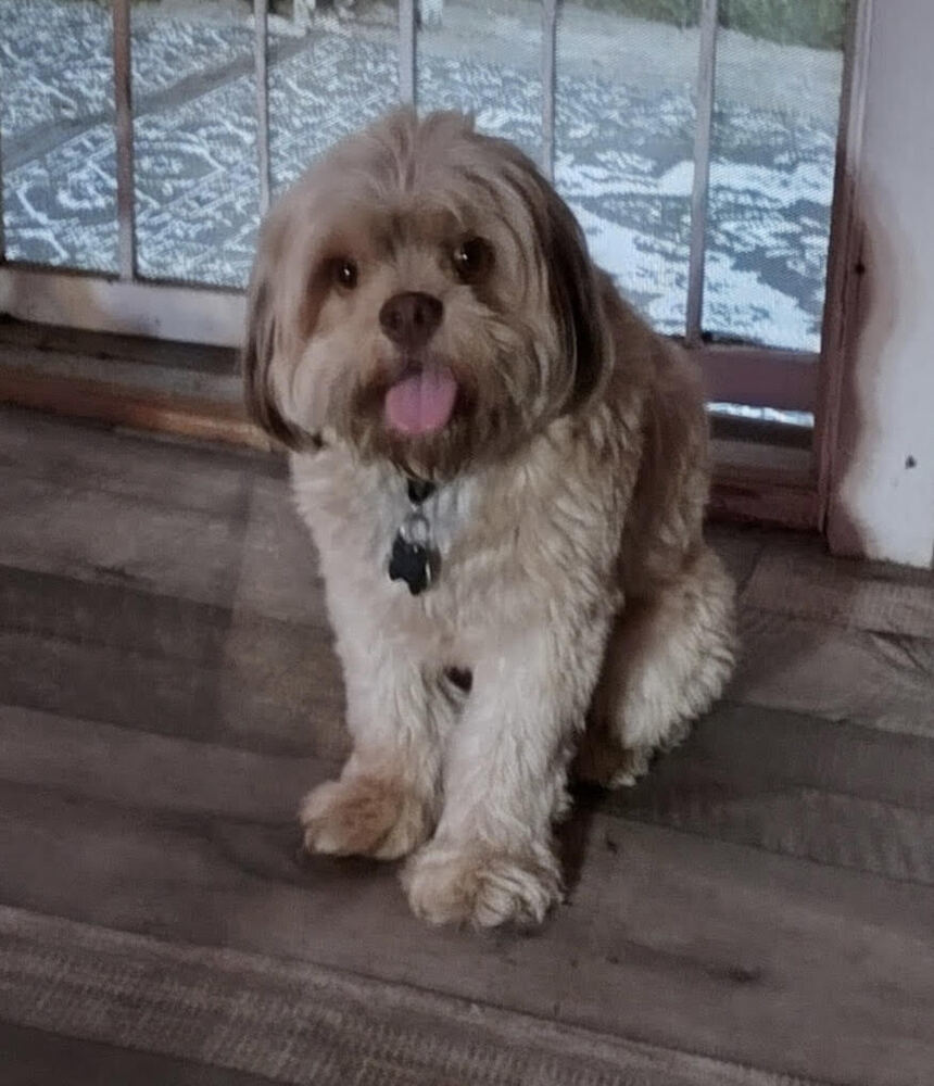 Wookie, an adoptable Cocker Spaniel, Pekingese in Chattanooga, TN, 37421 | Photo Image 4