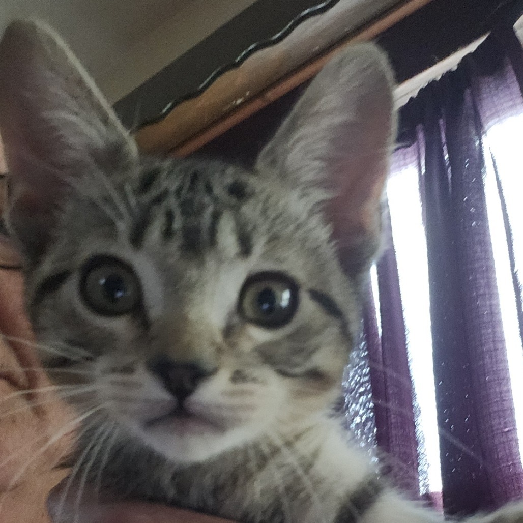 Figgy
