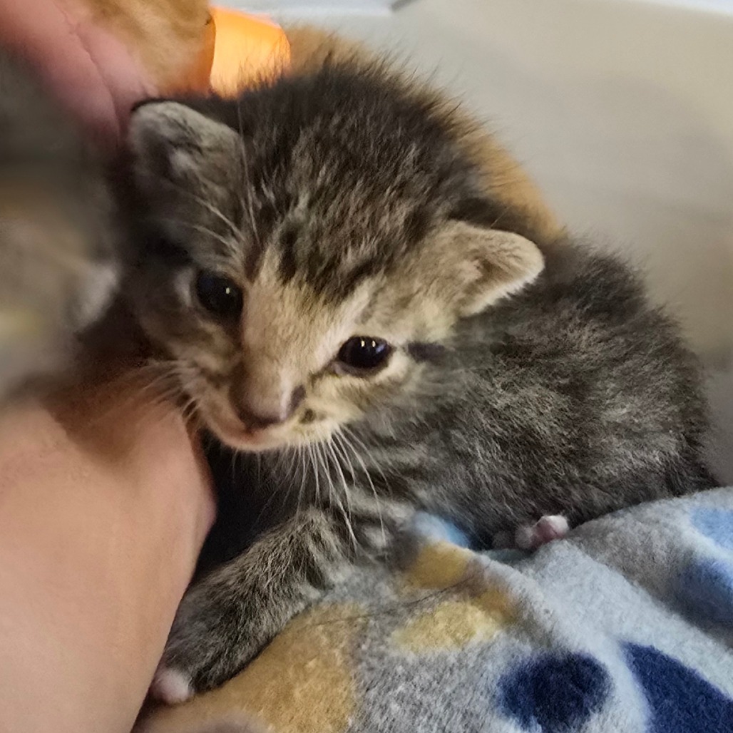 Figgy