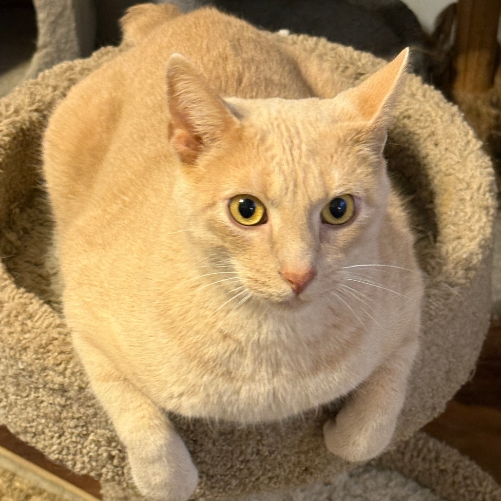 Nico