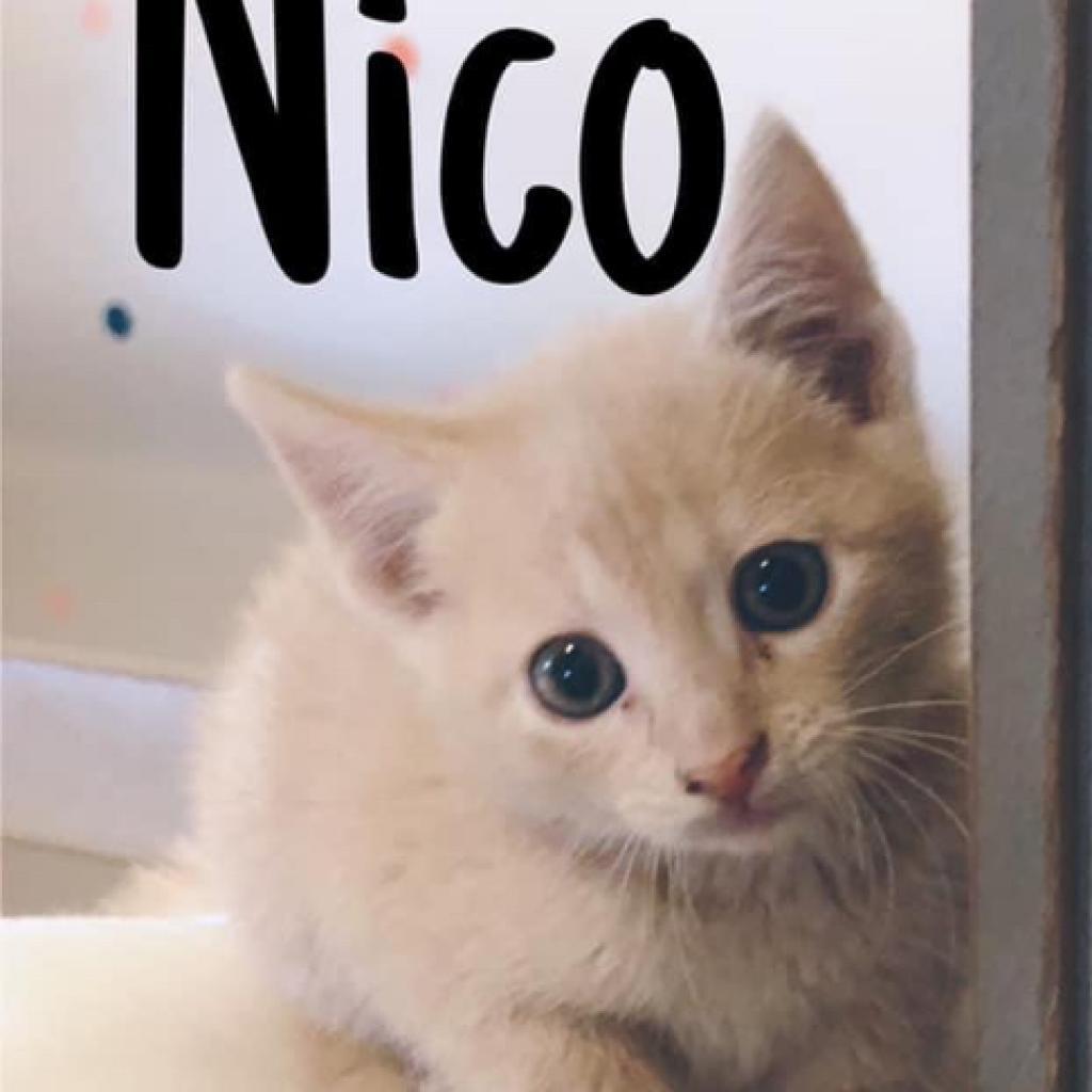 Nico