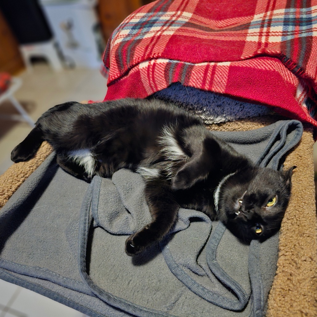 Nutmeg