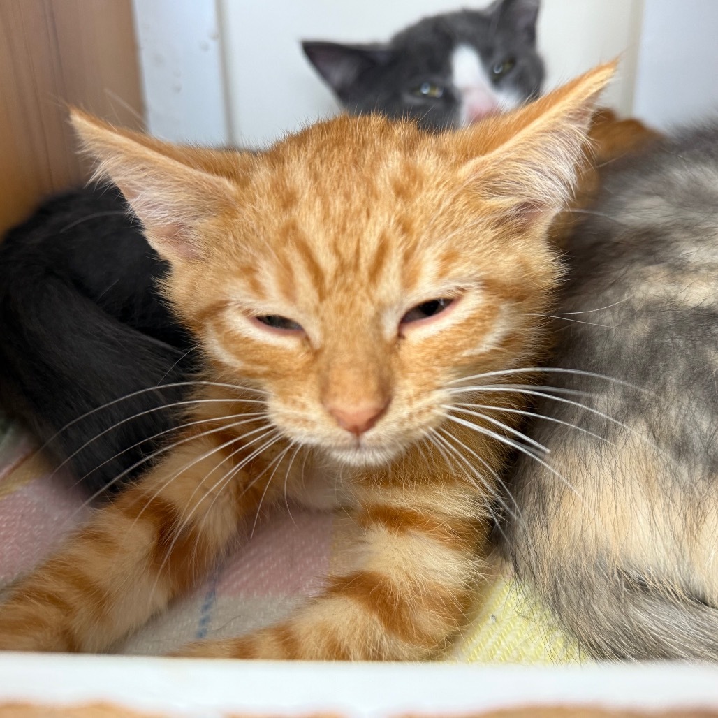 Hickory, an adoptable Domestic Short Hair in Buffalo, WY, 82834 | Photo Image 1