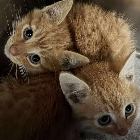 Hickory, an adoptable Domestic Short Hair in Buffalo, WY, 82834 | Photo Image 2