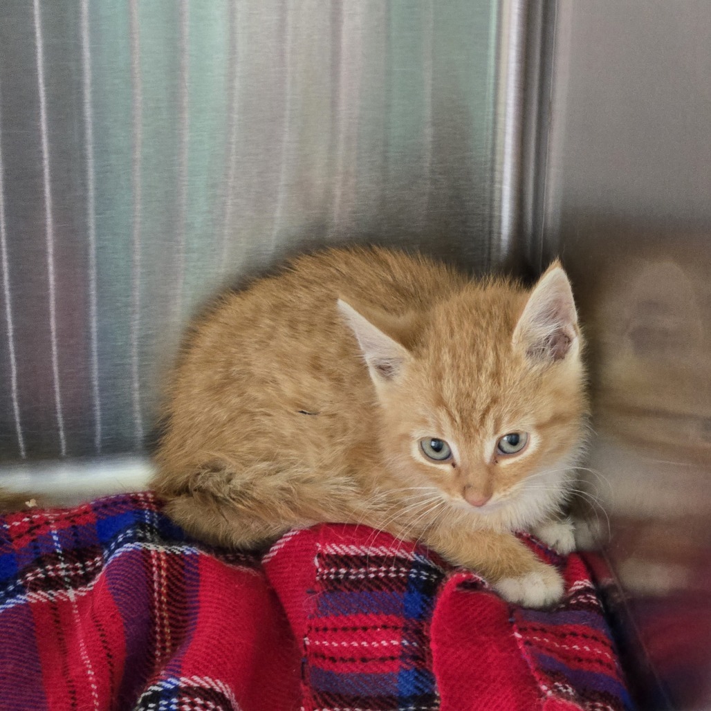 Hickory, an adoptable Domestic Short Hair in Buffalo, WY, 82834 | Photo Image 3