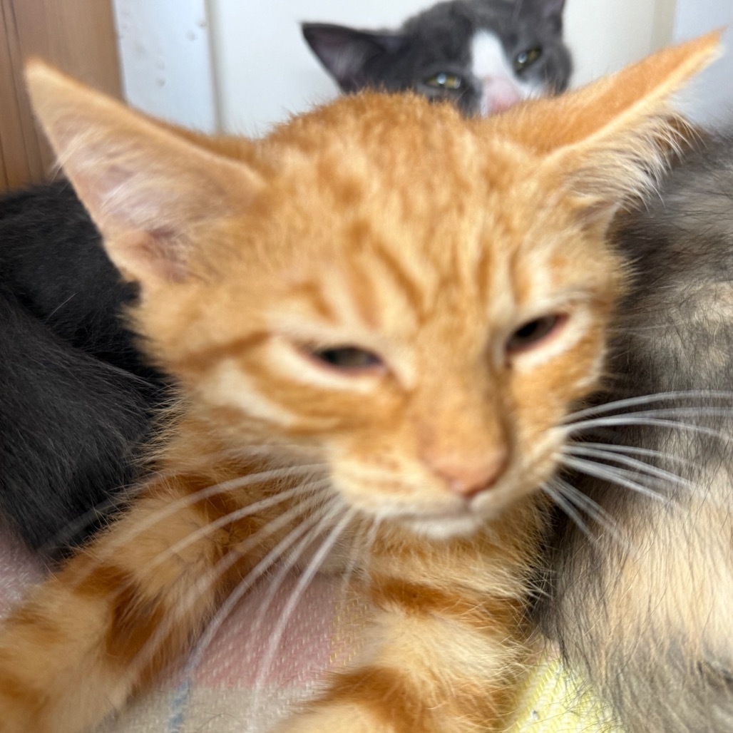 Hickory, an adoptable Domestic Short Hair in Buffalo, WY, 82834 | Photo Image 4