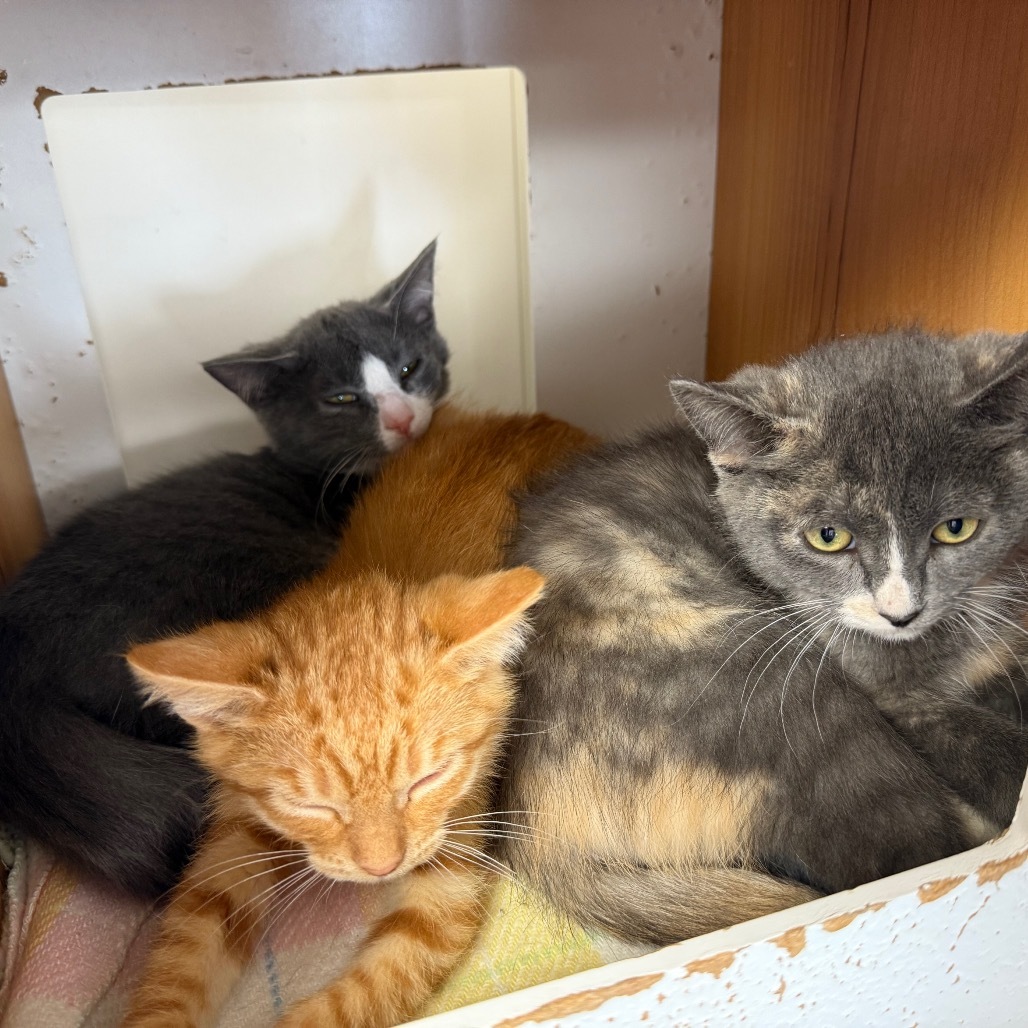 Hickory, an adoptable Domestic Short Hair in Buffalo, WY, 82834 | Photo Image 5