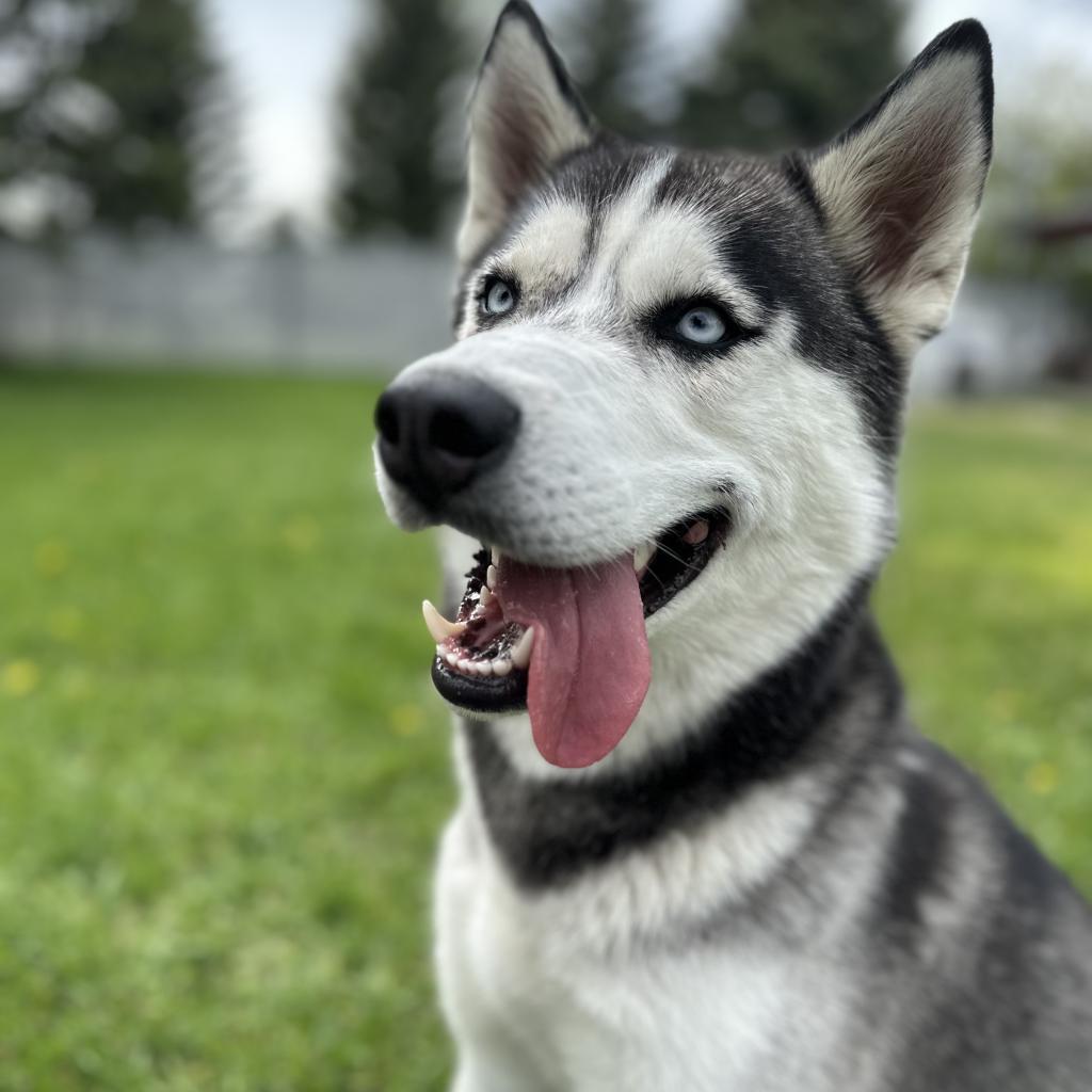 Shadow, an adoptable Mixed Breed in Buffalo, WY, 82834 | Photo Image 1