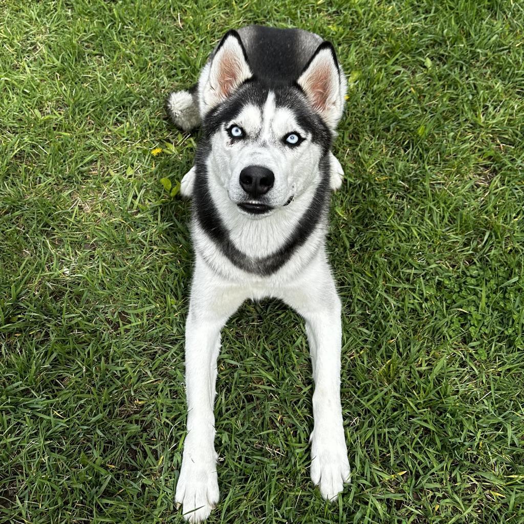 Shadow, an adoptable Mixed Breed in Buffalo, WY, 82834 | Photo Image 2