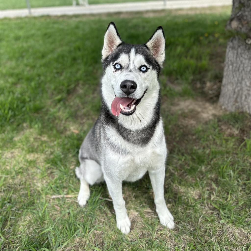 Shadow, an adoptable Mixed Breed in Buffalo, WY, 82834 | Photo Image 3